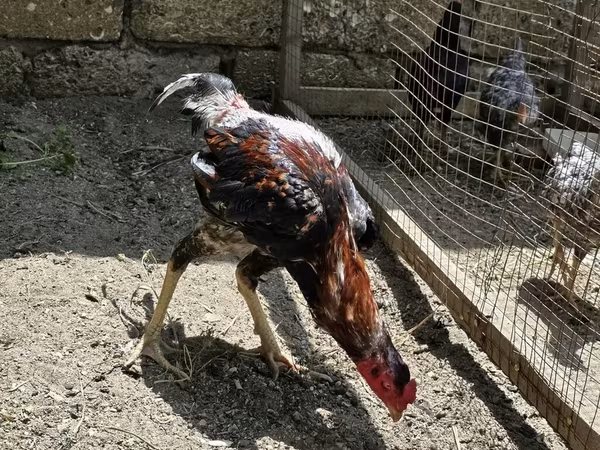 Chickens — Azerbaijan
