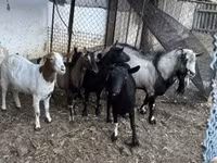 公山羊, Goats — 照片 2