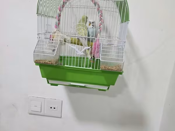 Muhabbet quşlari erkek dişi qefesle birlikde - Rəng: ağ metal tor +