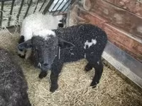 公羊, Wallis Country sheep — 照片 4