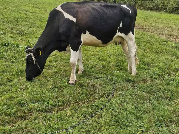 Krava, Russian Black pied cattle