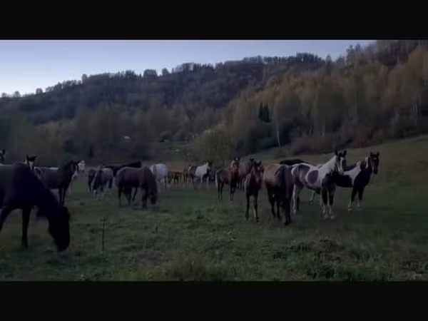 Klisna, New Altai Horse