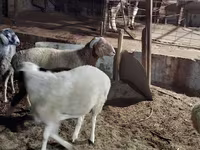 Qoyunlar (partiya, cinsi göstərilməyib), Qoyunlar — foto 6