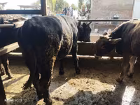 Bulle, Swiss cattle — Foto 3