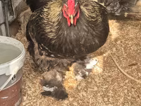 Brahma — photo 1