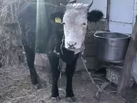 Cow, Kazakh White-headed cow — photo 2