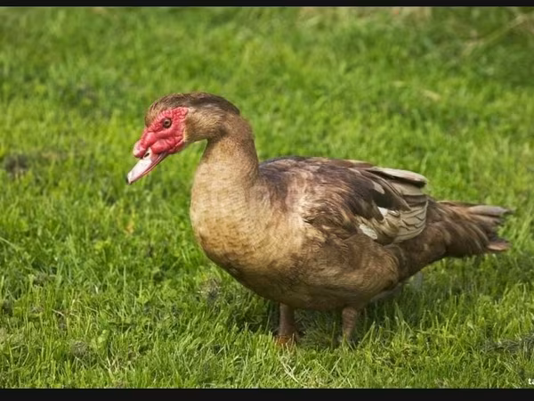 Ducks