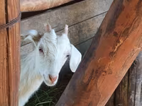 Goat, Goats — photo 1