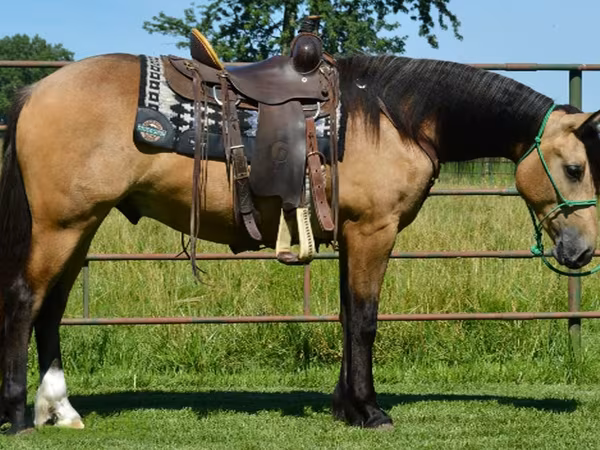 At, Gypsy horse