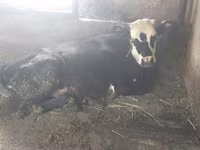 İnək, Swiss cattle — foto 6