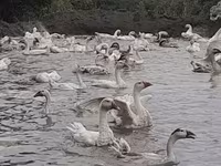 Geese — Foto 2
