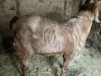 Kozioł, Nubian Goat — zdjęcie 6