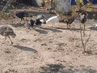 Turkeys — الصورة 7