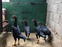 Shamo — zdjęcie 1
