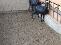 Коза, Alpine goat — фото 3