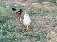 Czech Gold Brindled Hen — photo 1