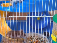 Hamster üçün tam dəst qəfəs Ağ və boz rəngli sevimli xamyaklardır — foto 3