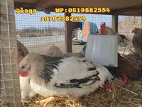Chickens — Foto 2