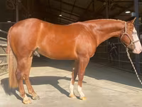 At, Quarter Horse — foto 1
