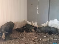 Sow, Pigs — photo 4