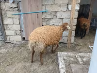نعجة, الأغنام — الصورة 7