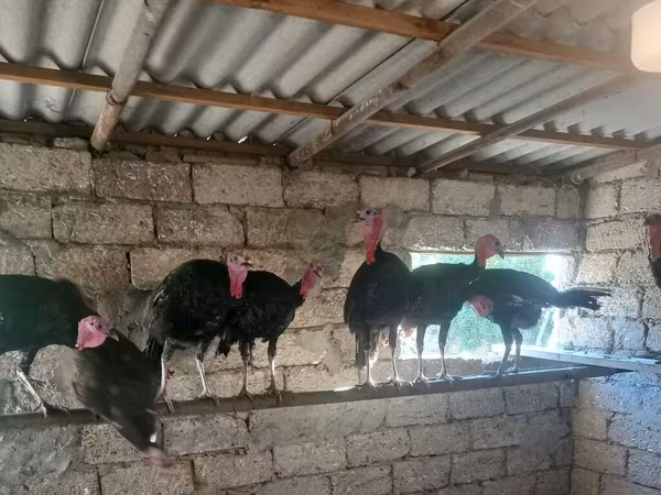 Turkeys — Azərbaycan