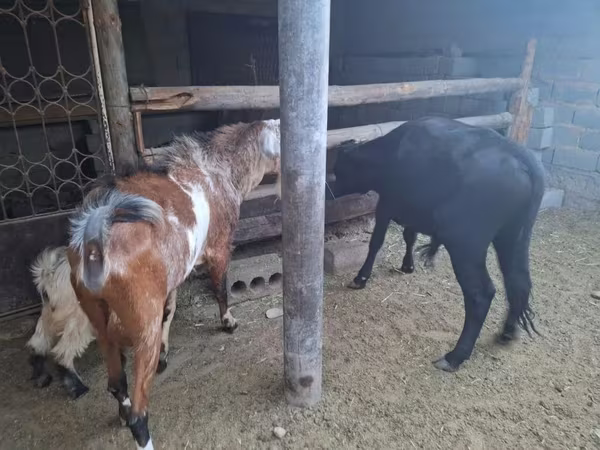 Goat, Nubian Goat