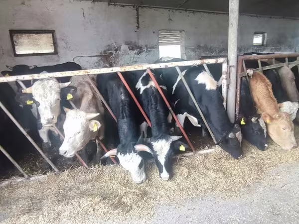 ثور, Russian Black pied cattle