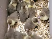 Ducks — फ़ोटो 1