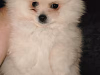 Pomeranian (Spitz) balası – krem/ağ rəngli, tükləri çox sıx və yumşaq — foto 3