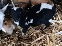 公羊, Dorper sheep — 照片 5