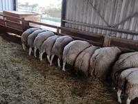 كبش, Beltex sheep — الصورة 2
