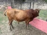 Bull, Cattle — photo 2