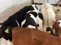 Bovinos (lote, sexo no especificado), Simmental cattle — foto 2
