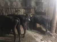 सांड, मवेशी — फ़ोटो 2
