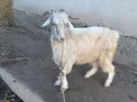 Billy Goat, Goats — photo 3