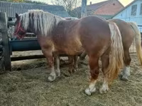 Kobyła, Hungarian horse breed — zdjęcie 8