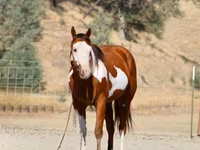 At, American paint horse — foto 2