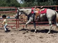 Stute, Quarter Horse — Foto 7