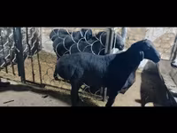 Beran, Rhon sheep — foto 5