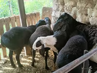Qoç, Rhon sheep — foto 4