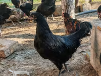Australorp — photo 5