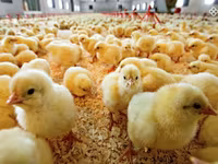 Chickens — Foto 2