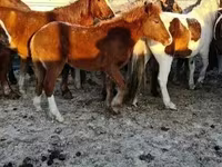 Koně (série, pohlaví neuvedeno), Koně — foto 1