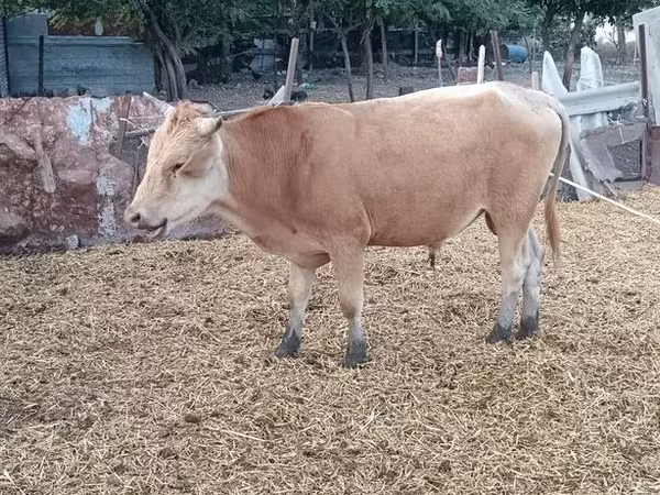 Bull, Simmental cattle — Azerbaijan