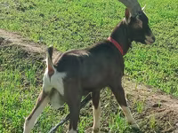 Goat, Toggenburg goat — photo 1