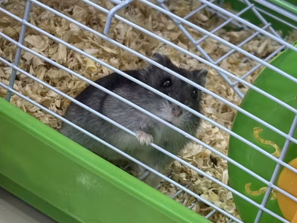 Hamster və tam avadanlıqlı qəfəs dəsti Məhsulun tərkibi: - Kiçik