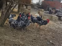 Chickens — foto 5