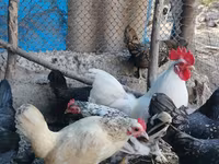 Chickens — Foto 4