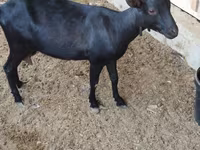 Коза, Alpine goat — фото 4